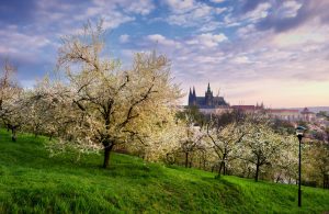 Sunny yard during spring morning at Prague, Czech republic.